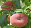 donut peach