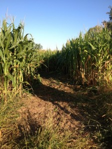 corn maze