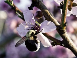 close up bee on peach blossom